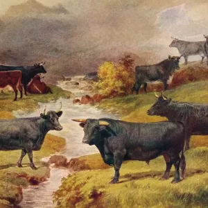 Heritage Images Print of Welsh Black Cattle, c1906 Heritage Images Print of Welsh Black Cattle, c1906