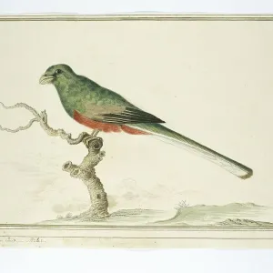 Apaloderma narina (Narinaschmetterling), 1777-1786. Ersteller: Robert Jacob Gordon Apaloderma narina (Narinaschmetterling), 1777-1786. Ersteller: Robert Jacob Gordon