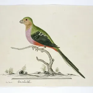 Apaloderma narina (Narinaschmetterling), 1777-1786. Erfinder: Robert Jacob Gordon Apaloderma narina (Narinaschmetterling), 1777-1786. Erfinder: Robert Jacob Gordon