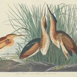 Wenig Rötelfeuerzaun, 1834. Schöpfer: Robert Havell Wenig Rötelfeuerzaun, 1834. Schöpfer: Robert Havell