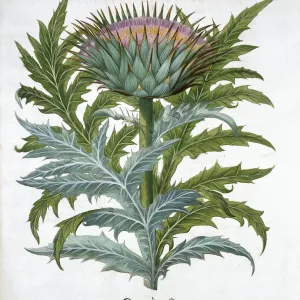 Cardoon Print from Hortus Eystettensis, 1613 Cardoon Print from Hortus Eystettensis, 1613