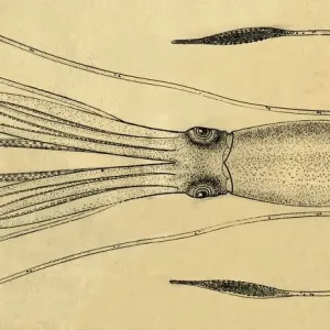 A Diagram of the Giant Squid, 1881 Print A Diagram of the Giant Squid, 1881 Print