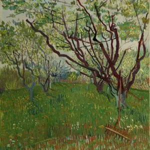 Vincent van Gogh's The Flowering Orchard, 1888 Print Vincent van Gogh's The Flowering Orchard, 1888 Print