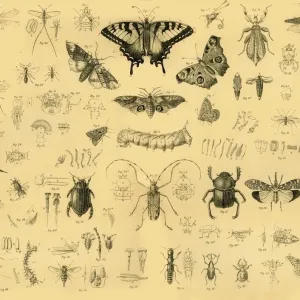 Käfer, 1910 - Ersteller unbekannt Käfer, 1910 - Ersteller unbekannt