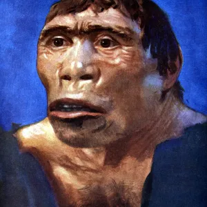 Java Man Print: A 19th-century reconstruction of a skull cap and thigh bone Java Man Print: A 19th-century reconstruction of a skull cap and thigh bone