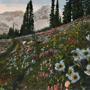 L'Anémone dans le parc national de Mount Rainier, c1916. Artiste : Asahel Curtis.