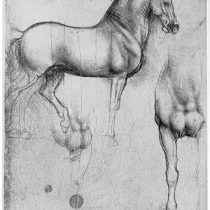 Leonardo da Vinci's Print of Horses Studies, c1490 (1954)
