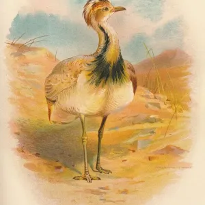 Makqueen-Bustarde (Houbara makqueein), 1900. Künstler: Charles Whymper Makqueen-Bustarde (Houbara makqueein), 1900. Künstler: Charles Whymper