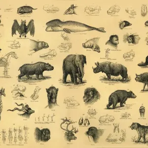 Säugetiere, 1910 (Kreier unbekannt) Säugetiere, 1910 (Kreier unbekannt)