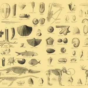 Paläontologie, ca 1910. Schöpfer unbekannt Paläontologie, ca 1910. Schöpfer unbekannt
