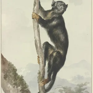 Print of a Peruvian Spider Monkey Print of a Peruvian Spider Monkey