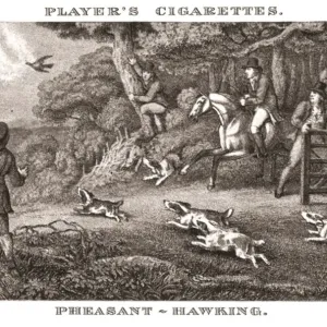 Pheasant-Hawking Print, 1924
