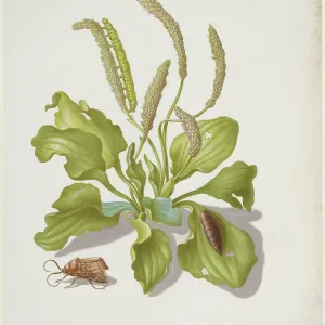Plantain with Metamorphosis of the Brigh-Line Brown-Eye Print