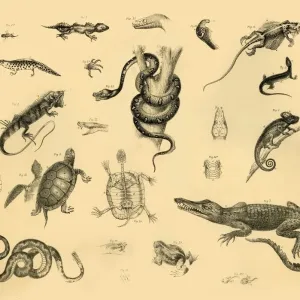 Herpetology Print, Reptiles, c1910 Herpetology Print, Reptiles, c1910