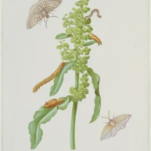 Scabious Print with Geometrid Moths and Caterpillars