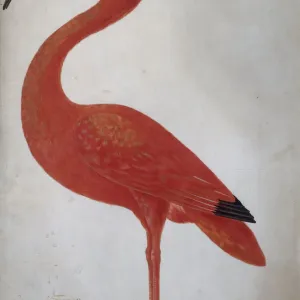Rijksmuseum Print: Scarlet Ibis with an Egg, circa 1700 Rijksmuseum Print: Scarlet Ibis with an Egg, circa 1700