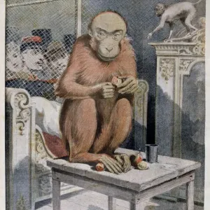 Tinan the Orangutan Print, 1896 Tinan the Orangutan Print, 1896