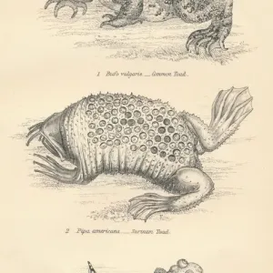 Toads Print, 1885 Watercolour Toads Print, 1885 Watercolour