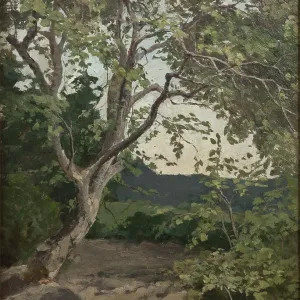 A Tree Study Print, late 19th century