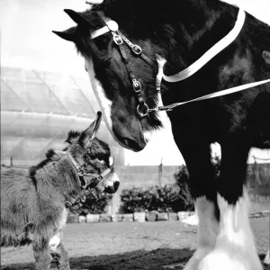 Big and Little Henry Cooper Print: Shire Horse Meets Miniature Donkey Big and Little Henry Cooper Print: Shire Horse Meets Miniature Donkey