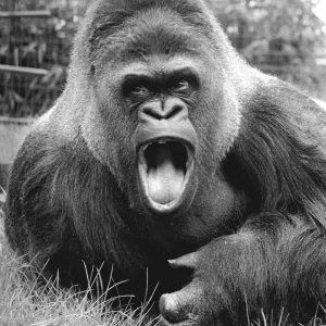 Guy the Gorilla Print, London Zoo 1978 Guy the Gorilla Print, London Zoo 1978
