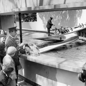 Print of Penguin Feeding Time at London Zoo, 1934 Print of Penguin Feeding Time at London Zoo, 1934