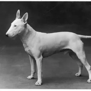 Bull Terrier Print, 1925 Lattiford Premier Bull Terrier Print, 1925 Lattiford Premier
