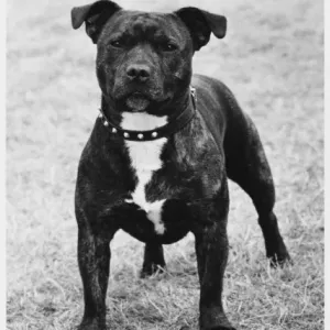 Bull Terrier Print, Fall/Staff Bull Terrier Print, Fall/Staff