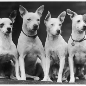 Miniature Bull Terriers Print Miniature Bull Terriers Print