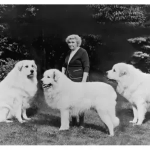 Fall Pyrenean Mountain Madame J. Harper Trois Fontaine Print with Dogs