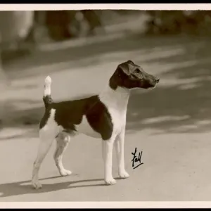 Print of Fall Fox Terrier Taffy, a Champion Print of Fall Fox Terrier Taffy, a Champion