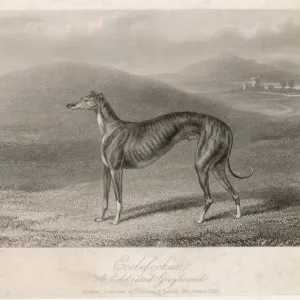Greyhound Ecclefechan Print