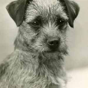 1932 Champion Happy Mood Border Terrier Head Study Print 1932 Champion Happy Mood Border Terrier Head Study Print