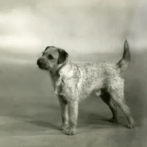 1940 Fall Border Terrier Print 1940 Fall Border Terrier Print
