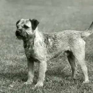 1958 Fall Border Terrier Print 1958 Fall Border Terrier Print