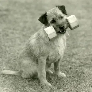 1960 Print of a Border Terrier Sitting with a Wooden Dumbbell 1960 Print of a Border Terrier Sitting with a Wooden Dumbbell