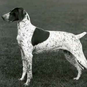 Fall German Pointer Print 1963 Fall German Pointer Print 1963