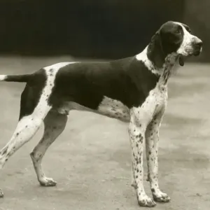 FALL / POINTER / 1937 FALL / POINTER / 1937