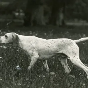 FALL / POINTER / 1938 FALL / POINTER / 1938