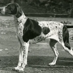 FALL / POINTER / 1954 FALL / POINTER / 1954