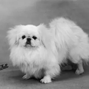 White Pekingese Print, 1938 White Pekingese Print, 1938