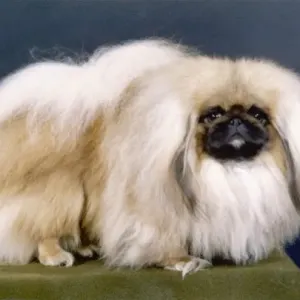 Pekingese Print, Fall 1981 Pekingese Print, Fall 1981