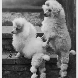 Fall Miniature Poodle Print Fall Miniature Poodle Print