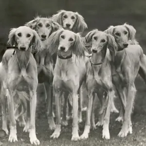 Saluki