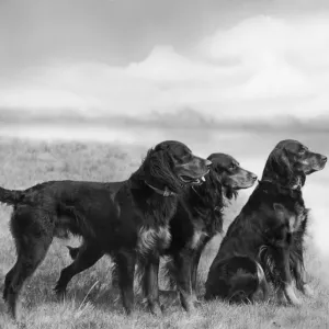 Print of Fall's Gordon Setters in a Field