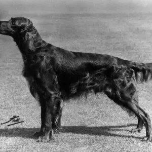 Fall Print of Irish Setter Show Champion Gentleman Fall Print of Irish Setter Show Champion Gentleman