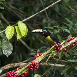 Lettered Aracari Print, Yasuni National Park, Ecuador Lettered Aracari Print, Yasuni National Park, Ecuador