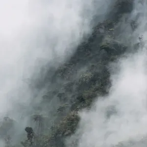 Cloud Forest Canopy Print Cloud Forest Canopy Print