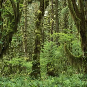 Trees covered with moss in temperate rainforest interior Print Trees covered with moss in temperate rainforest interior Print