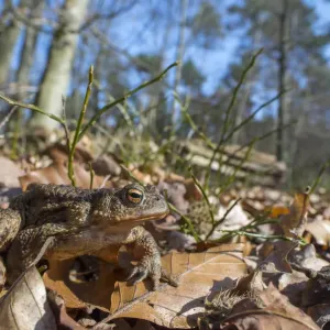 Common Toad (Bufo bufo) waking up after hibernation, Veluwe, The Netherlands Common Toad (Bufo bufo) waking up after hibernation, Veluwe, The Netherlands